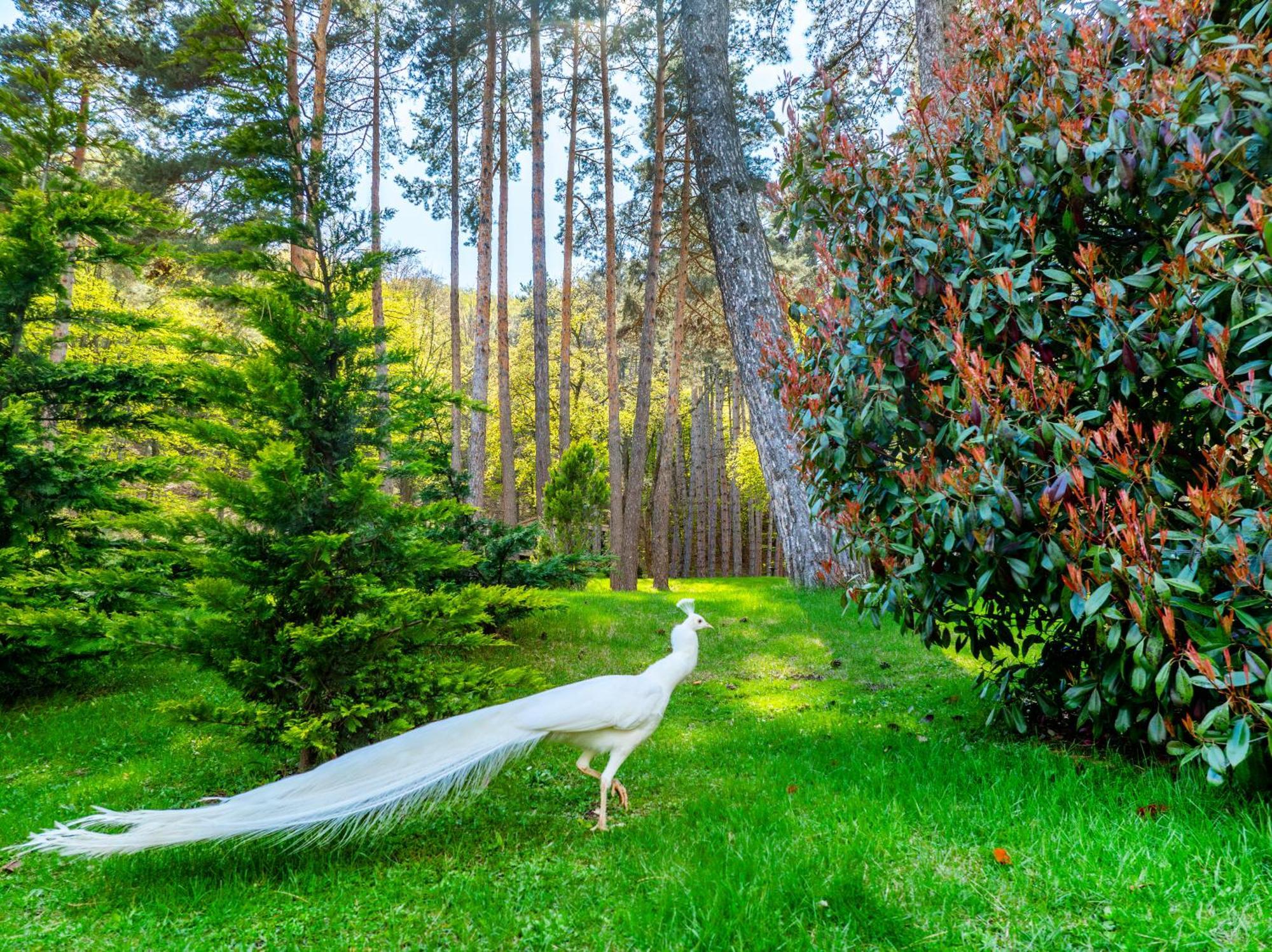 Bioli Wellness Resort Kojori Exteriör bild